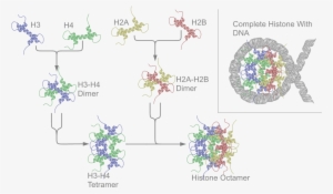 Nucleosome Structure #1476843