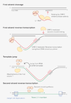 Directly At The Site Of Integration - Long Interspersed Nuclear Elements Mechanism #1476888