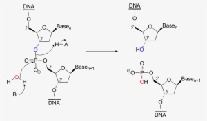 Dna Using 'molecular Scissor' Enzymes Called Restriction - Hydrolyzed Dna #1476957