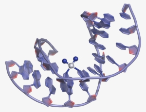 Cisplatin Dna Binding - Cisplatin Interaction With Dna #1476979