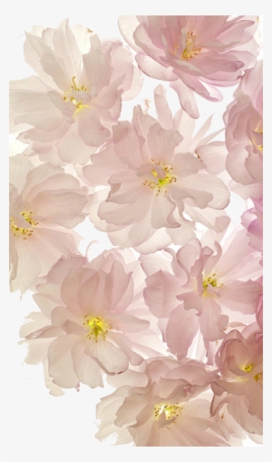 T Ransparenc Y - Flower Phone Background #1477008