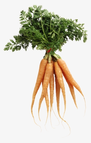 Carrot Png Image - Nutrition And Health By Gerald Wiseman #1478398