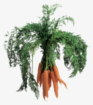 Carrot Png Image - Baby Carrot #1478478