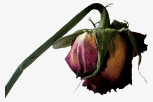 Dead Flower Png #1478959