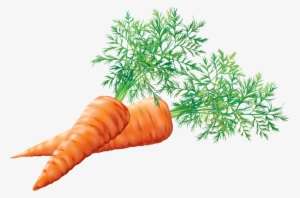 Cenoura - Zanahoria Tubérculos #1479269