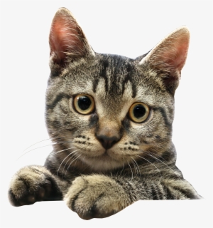 Кошка Пнг #1479433