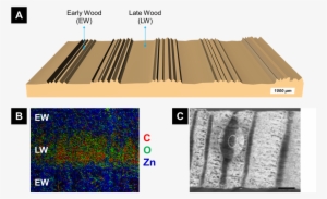 Wetting Behavior Of Anisotropically Functionalized - Wood #1479625
