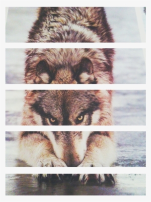 Cute Wolf Indie Soft Grunge - Soft Grunge #1480672