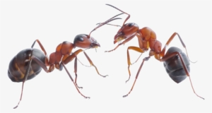 Ant Png Pic - Ants In Sydney Nsw #1483297