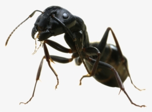 Ant Png Transparent Image - Black Garden Ant Red Ants Uk #1483391