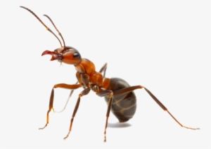 Ant Png Picture - Queen Ant With Crown #1483491