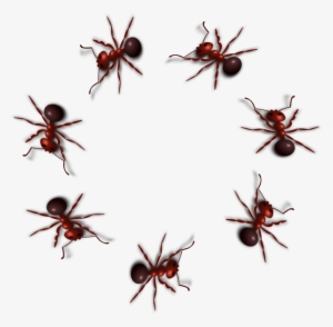 Ant Png Photo - Ant Png #1483552
