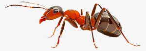 Fire Ants #1483690