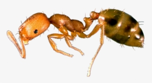 Pharaoh-ant - Pharaoh Ant #1483761