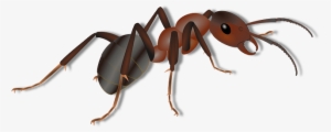 Ant Clipart Png #1483871