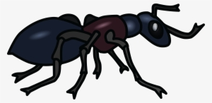 , , - Hormiga Blanco Y Negro #1484000