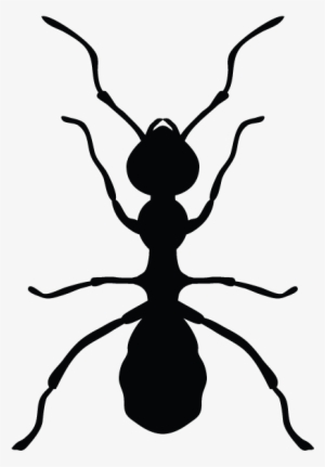 Ants In Minnesota Homes And Offices - Pest Control #1484323