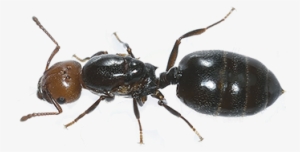 Ant Control And Removal, Getzville, Ny - Ant Abdomen #1484590