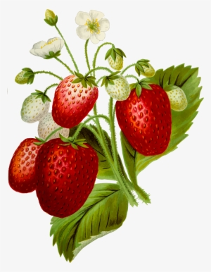 This Free Icons Png Design Of Strawberries 2 #1487462