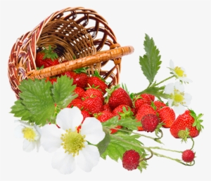 Strawberry - Beautiful Strawberries Hd #1487976