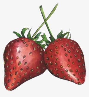 Strawberries - Massachusetts #1488061