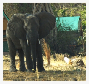 Elephant - Indian Elephant #1489126