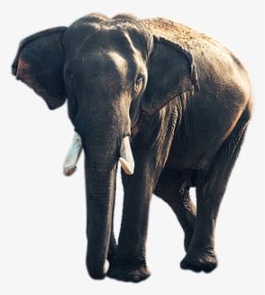 Elephant Animal Png #1489352