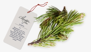 Buchu - Botanicals #1489733