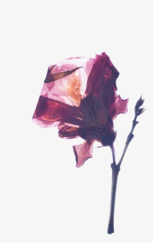 05 - Still Life #1490060