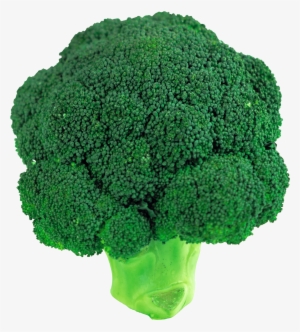 Broccoli Clipart Png - Broccoli Transparent Background #1490207