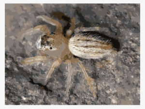 Download Free Spiders Clipart Spider Web Wildlife - Thiodina Candida #1491134