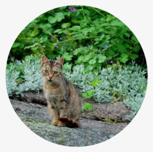 3053557 Shy Gray Cat In A Cliff - Cat #1491877