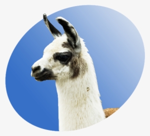 Llama P Icon - Nice Llama #1491987