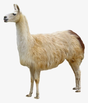 Llama Animales - Animal Dibujos De Llama #1492061