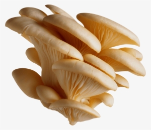 Mushroom Png - White Oyster Mushroom Png #1493422