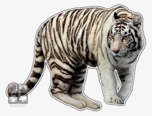 Graphic Stock Drawing Tiger Pen And Ink - White Tiger Wall Clock #1496177