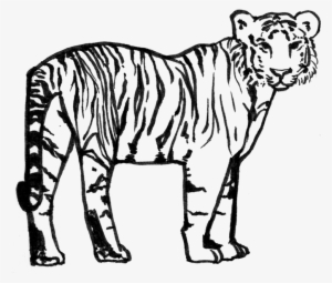 6jf7txp Dxxkogb - Siberian Tiger #1496260