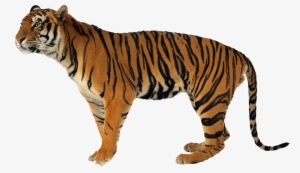 Tiger Hd Images Free Download Tiger Images Free Download #1496288