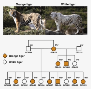 Information About Orange Tiger &white Tiger - White Tiger In Nilgiri #1496407