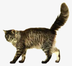 No Year Of The Cat Kitten Dog Clip Art - Real Tabby Cat Walking #1496562