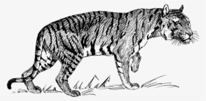 Tiger Png Clipart - Line Drawings Of Tigers #1496679