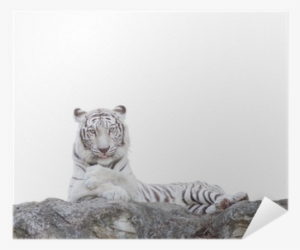 White Tiger #1496702