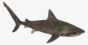 Tiger Shark Png - Zoo Tycoon 2 Tiger Shark #1496816