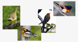 About Our Bird Walks - American Redstart #1497320