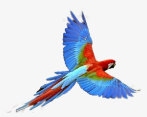 Post By Larry - Parrot Transparent #1497511