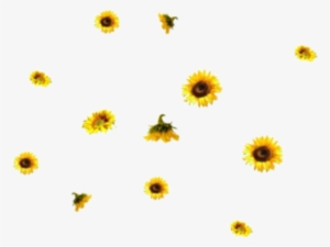 Edit, Png, And Random Image - Aesthetic Sunflower Transparent Background #1497513
