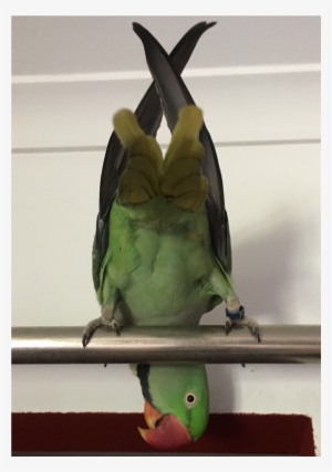 Sightings - Budgie #1497547