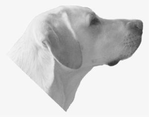 Dog Head - Labrador Retriever #1498084