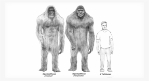 1 - Many Tasmanian Tigers Are Left #1498490