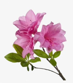 Free Flower Png - Azalea Flower Transparent Background #1498821